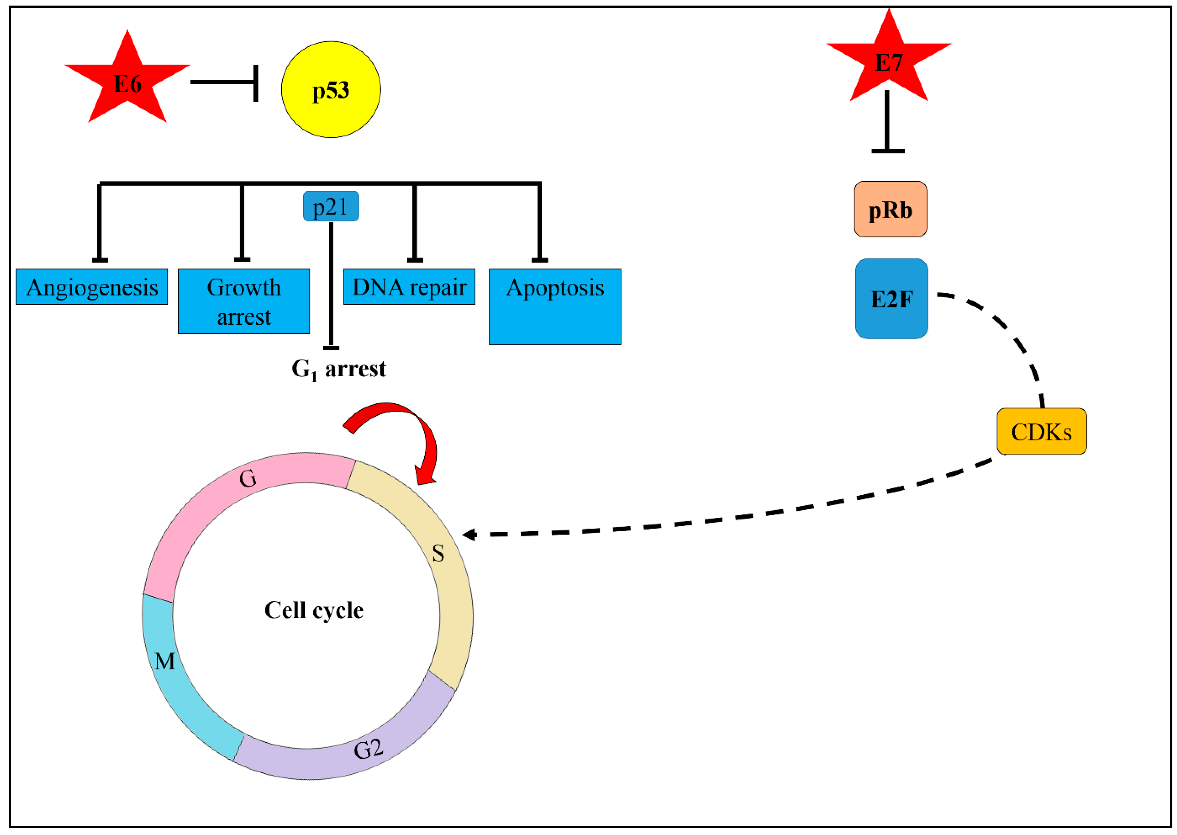 Schematisk översikt över hur högrisk-HPV driver cervixcancer: virusets DNA integreras i värdgenomet och onkoproteinerna E6 och E7 inaktiverar tumörsuppressorerna p53 respektive pRb, vilket leder till genominstabilitet och steg för steg dysplasi och cancer.