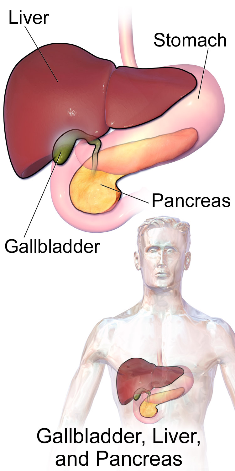 Anatomiskt diagram av gallblåsan, levern, gallgångarna och pankreas, med ductus cysticus och ductus choledochus som mynnar i tolvfingertarmen.