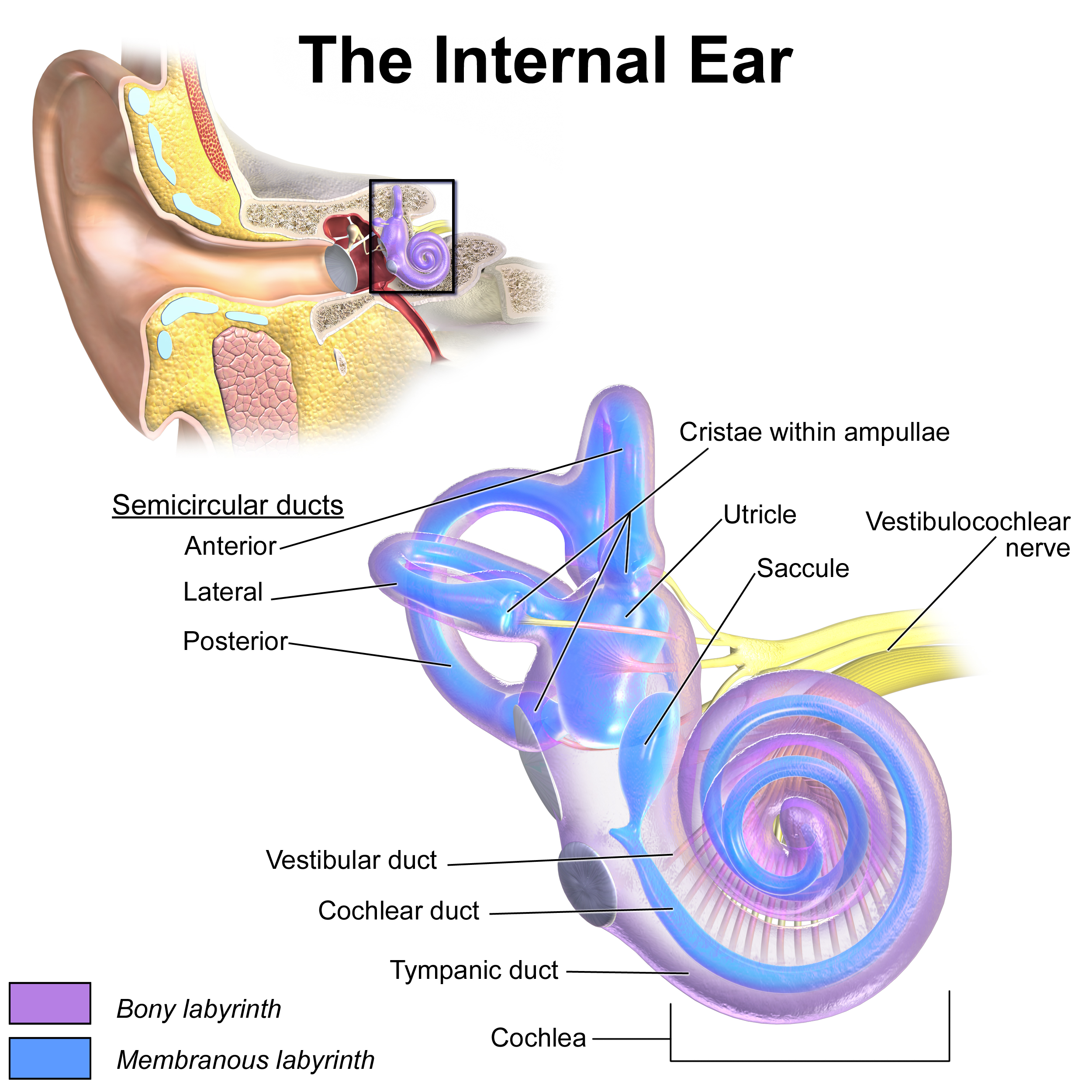 Innerörats labyrint med de tre båggångarna (anterior, lateral, posterior), cristae i ampullerna, utriculus, sacculus, vestibulocochlearisnerven och cochlea, med ben- och membranlabyrint i olika färger.