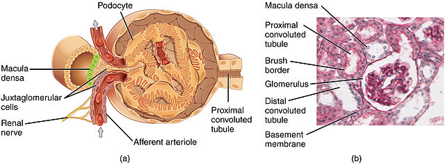 Glomerular structure
