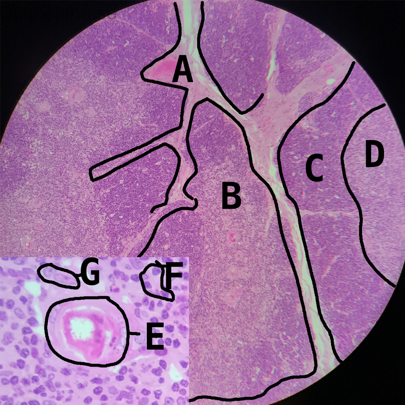 Thymus struktur