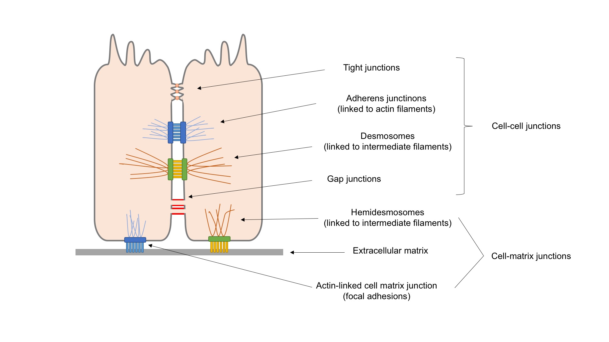 Diagram av epitelceller som visar de olika celljunktionerna: tight junction, adherens junction, desmosom, gap junction samt hemidesmosom mot basalmembranet.