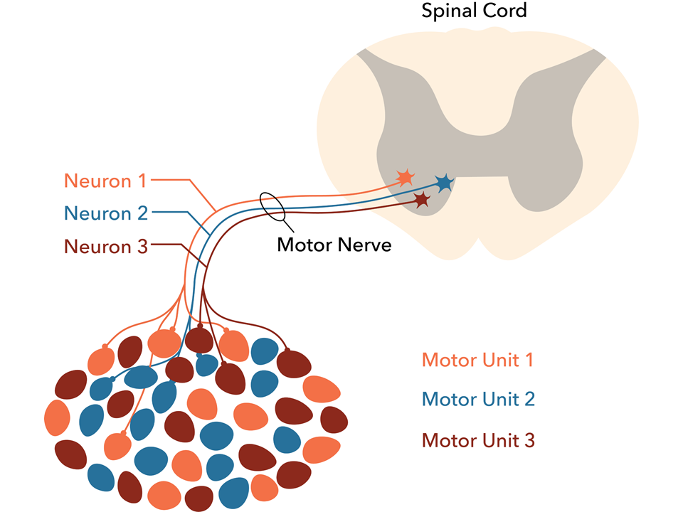 Diagram av en motorisk enhet: ett motorneuron i ryggmärgens framhorn vars axon förgrenar sig och innerverar flera muskelfibrer.