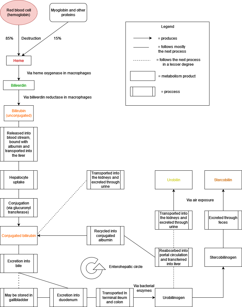 Diagram över bilirubinets metabolism: nedbrytning av hem i mjälten, transport till levern, konjugering, utsöndring i gallan och enterohepatisk cirkulation.