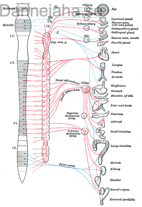 ANS overview