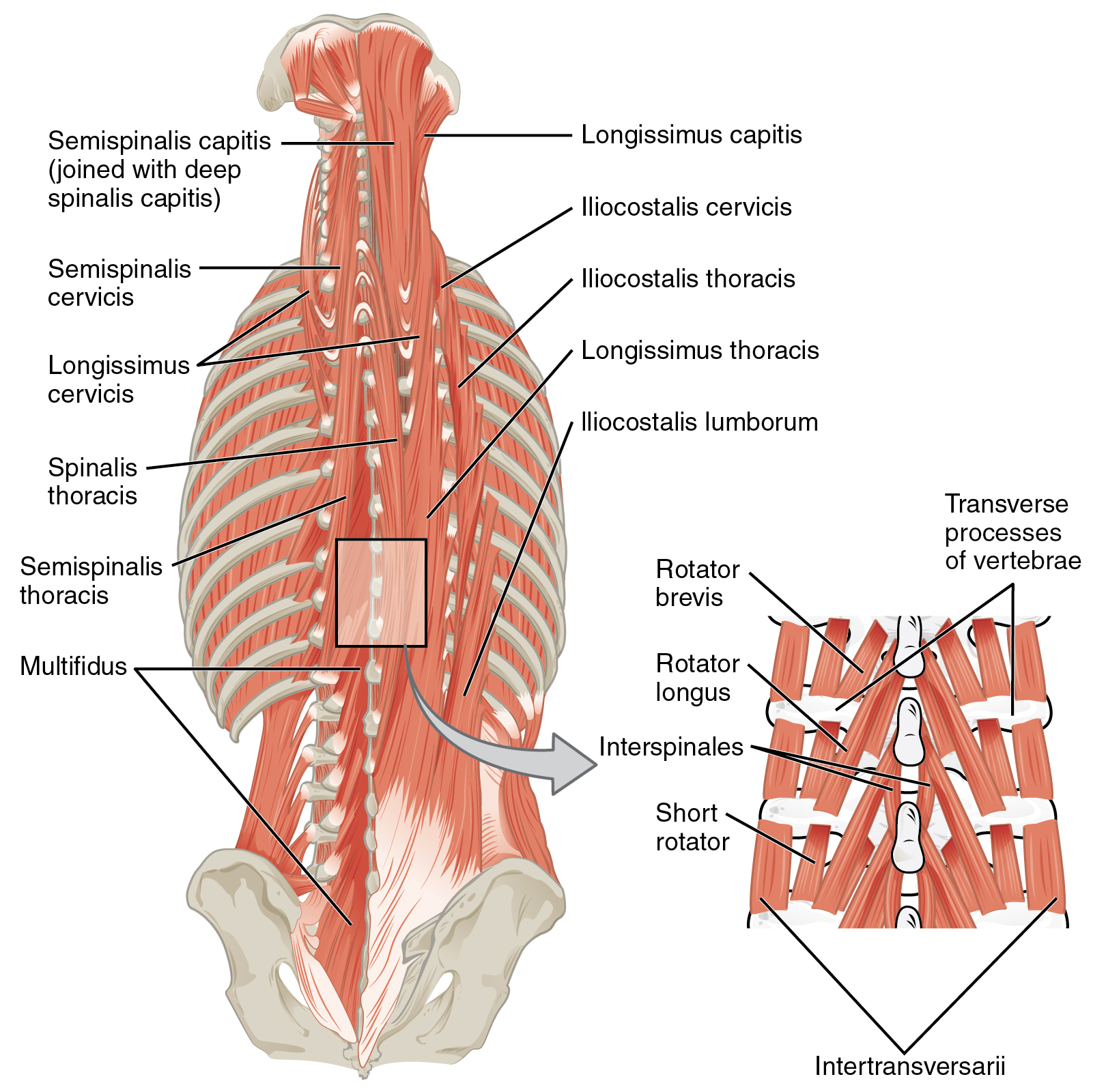 Anatomiskt diagram av ryggens muskler med de ytliga och djupa lagren, inklusive erector spinae och transversospinalgruppen, namngivna.