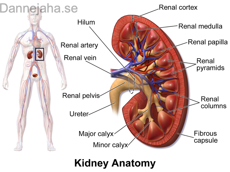 Kidney anatomy overview
