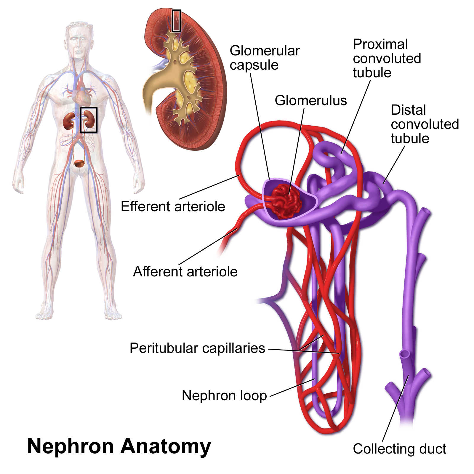 Schematiskt diagram av ett nefron med glomerulus, Bowmans kapsel, proximala och distala tubuli, Henles slynga, samlingsrör samt afferent och efferent arteriol.
