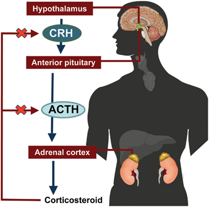 Diagram av hypotalamus-hypofys-binjure-axeln (HPA-axeln): CRH från hypotalamus stimulerar ACTH från hypofysen, som driver kortisol från binjurebarken, vilket ger negativ feedback.
