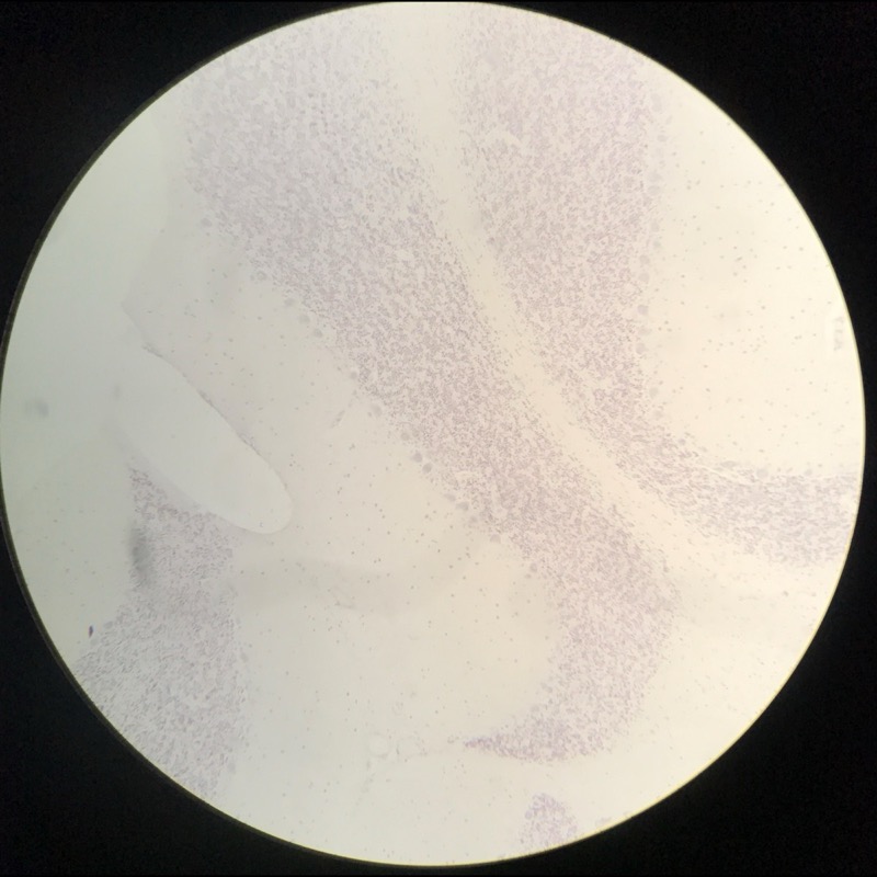 Cerebellum cortex, Gallocyanin - bild 2
