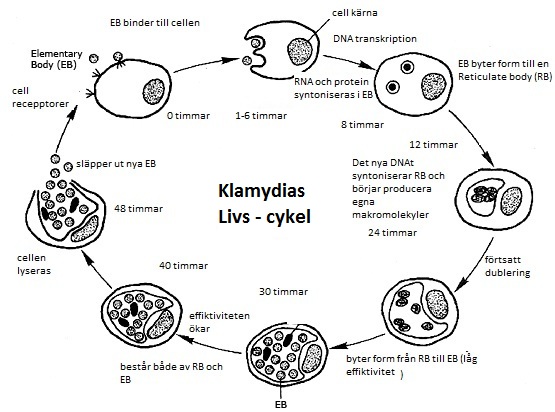 Schematisk livscykel för Chlamydia trachomatis: den infektiösa elementarkroppen tas upp av värdcellen, omvandlas till den replikerande retikularkroppen, förökar sig i en inklusion och omvandlas tillbaka till nya elementarkroppar som frisätts.