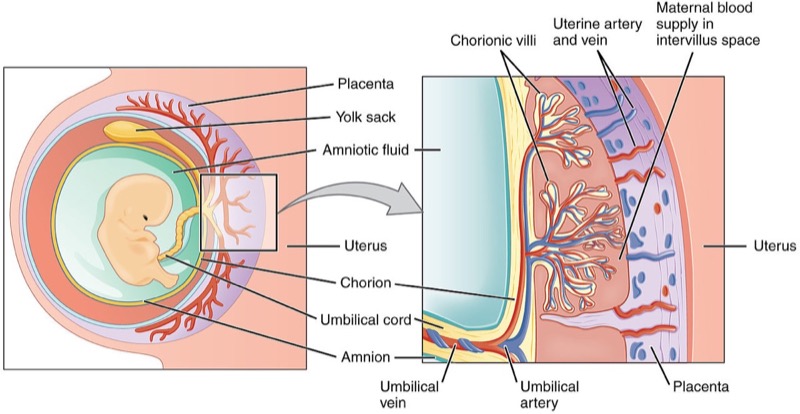 Placenta anatomi