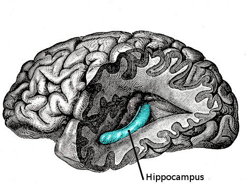 Anatomisk teckning av vänster sidoventrikels bakre och nedre horn sedda från sidan, med hippocampus framträdande i temporalhornets botten.