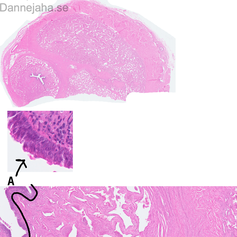 Urethra struktur