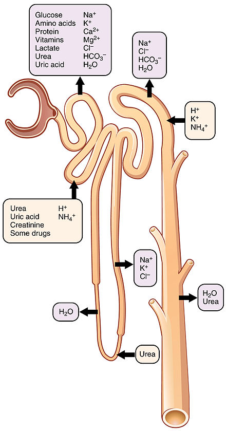 Transport mechanisms