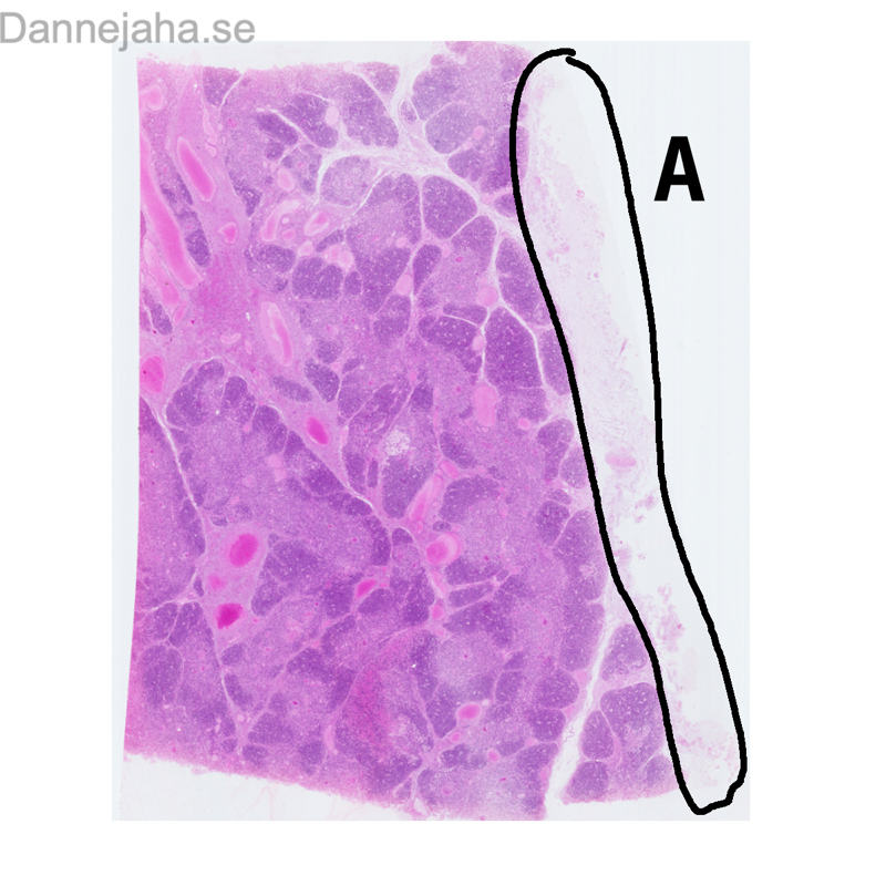 Thymus detaljer