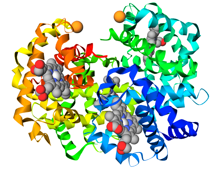 Tredimensionell bandmodell av hemoglobinmolekylen med fyra globinkedjor, var och en med en hemgrupp som innehåller järn.