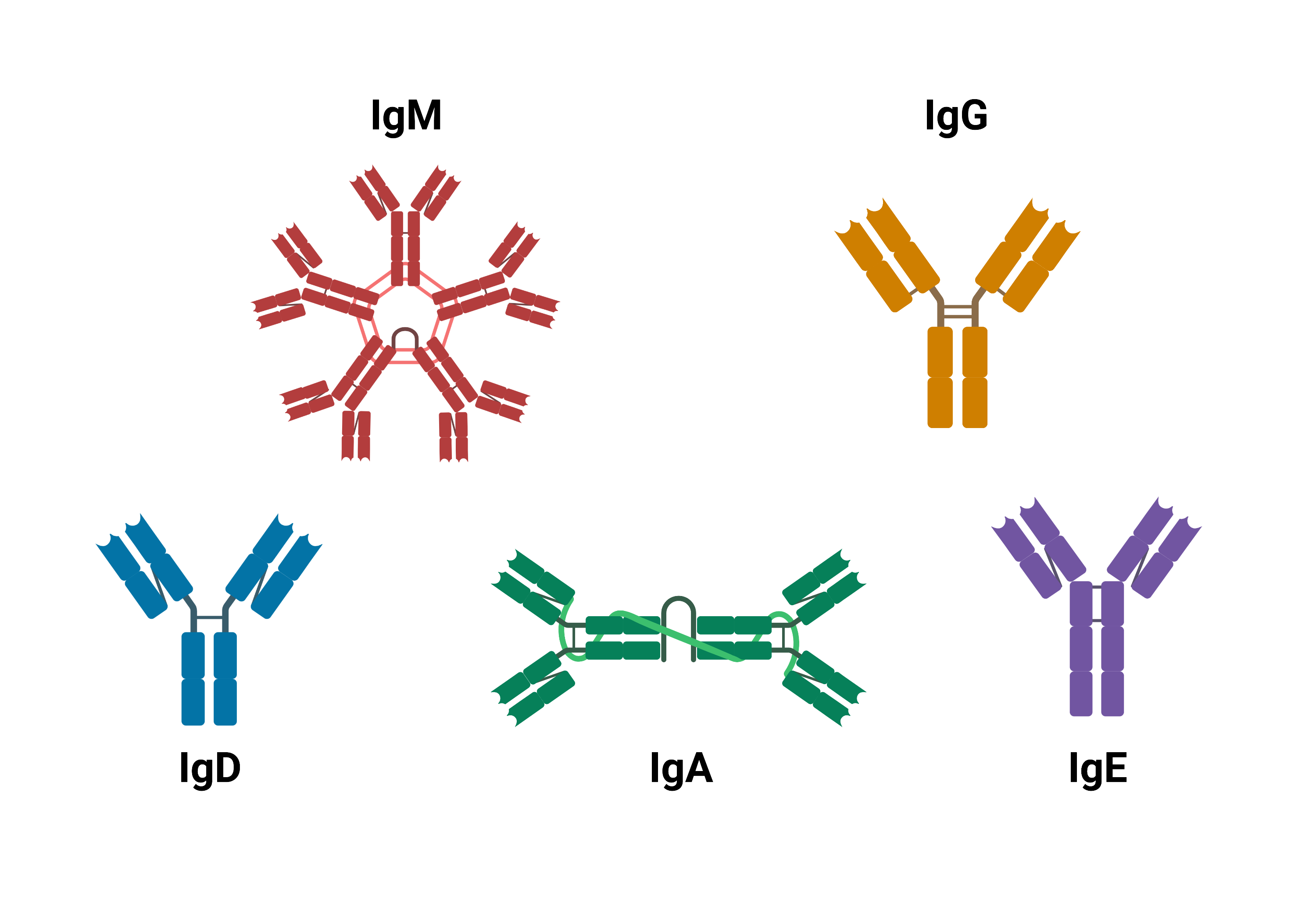 De fem immunoglobulinklasserna: IgM som pentamer, IgG och IgE och IgD som monomerer samt IgA som dimer.