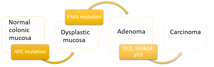 Diagram över adenom–karcinom-sekvensen i kolon: normal mukosa som via APC-, KRAS- och p53-mutationer utvecklas till tidigt adenom, avancerat adenom och slutligen adenokarcinom.