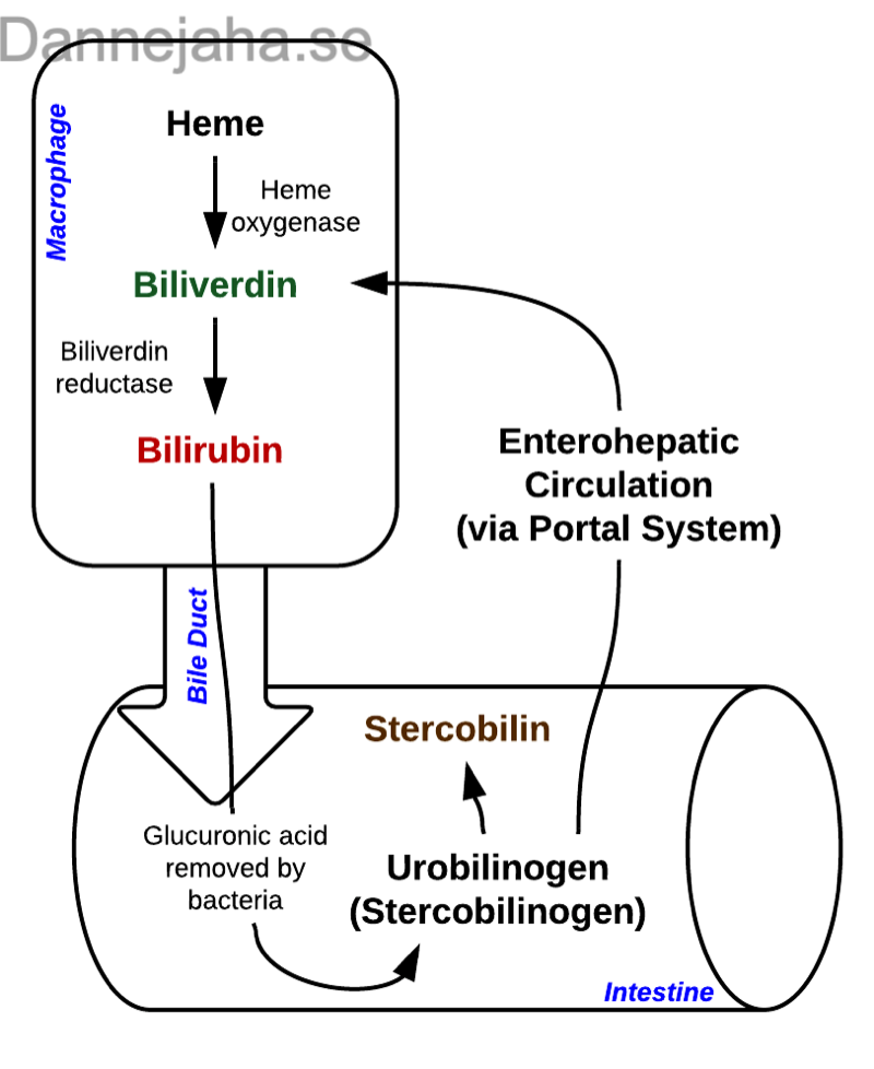 Bilirubin kretslopp