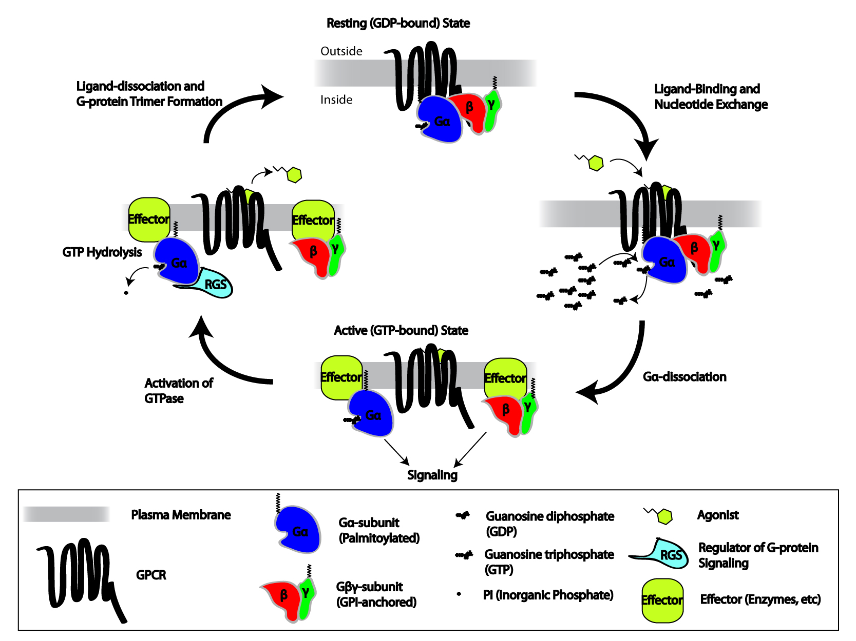 Diagram av G-proteincykeln: GPCR i vilo-läge med Gα-GDP, ligandbindning och nukleotidutbyte till GTP, dissociation av Gα och Gβγ som aktiverar effektorer, GTP-hydrolys via GTPas och återbildning av trimeren.