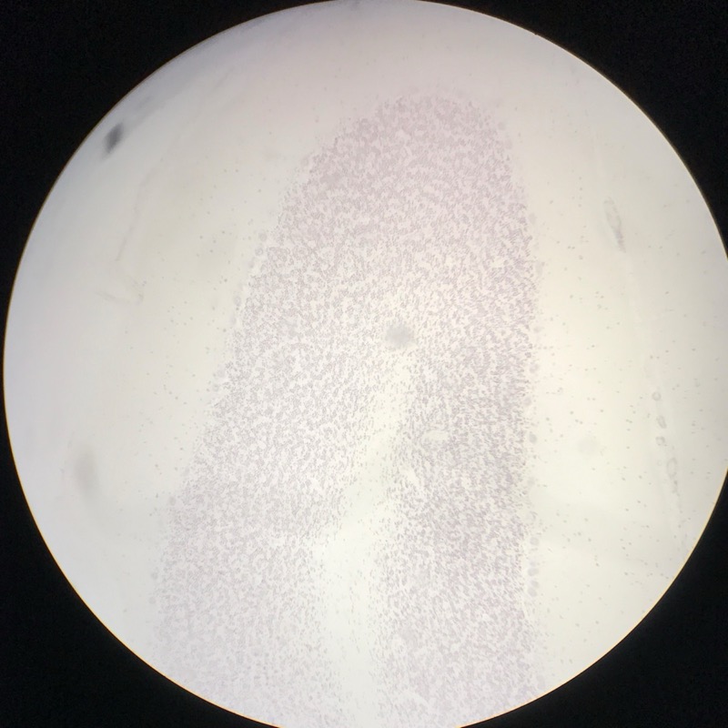 Cerebellum cortex, Gallocyanin - bild 3