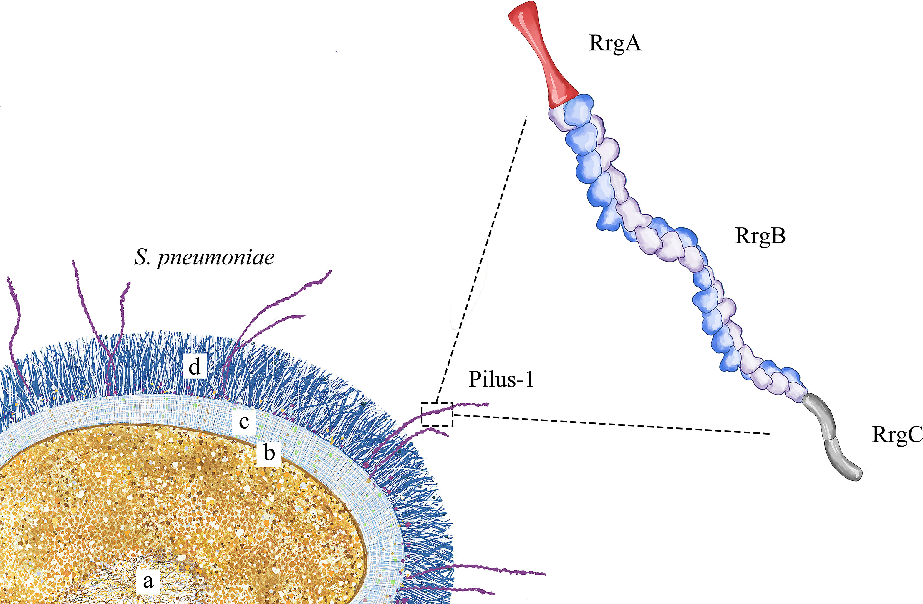 Schematiskt diagram över Streptococcus pneumoniae med polysackaridkapsel och övriga virulensfaktorer.