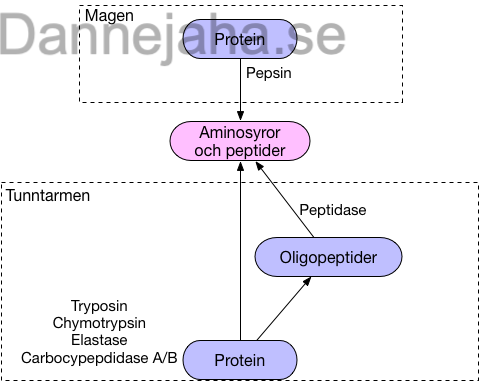 Proteinnedbrytning översikt