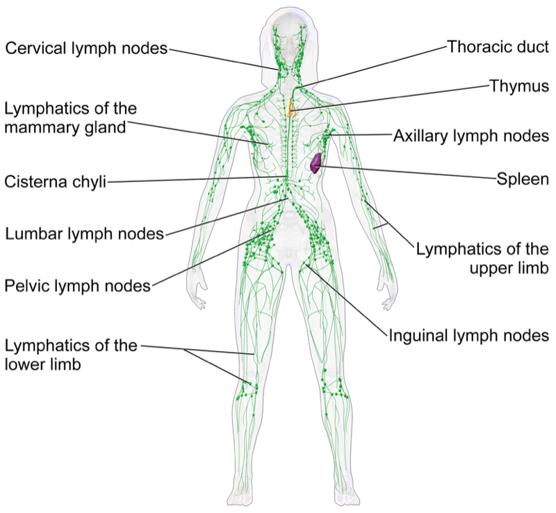Lymphatic system 1