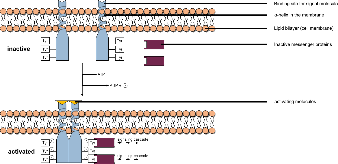 Diagram av receptor-tyrosinkinasets aktivering: en ligand binder två receptormonomerer som dimeriserar, varpå de intracellulära kinasdomänerna autofosforylerar varandras tyrosinrester.
